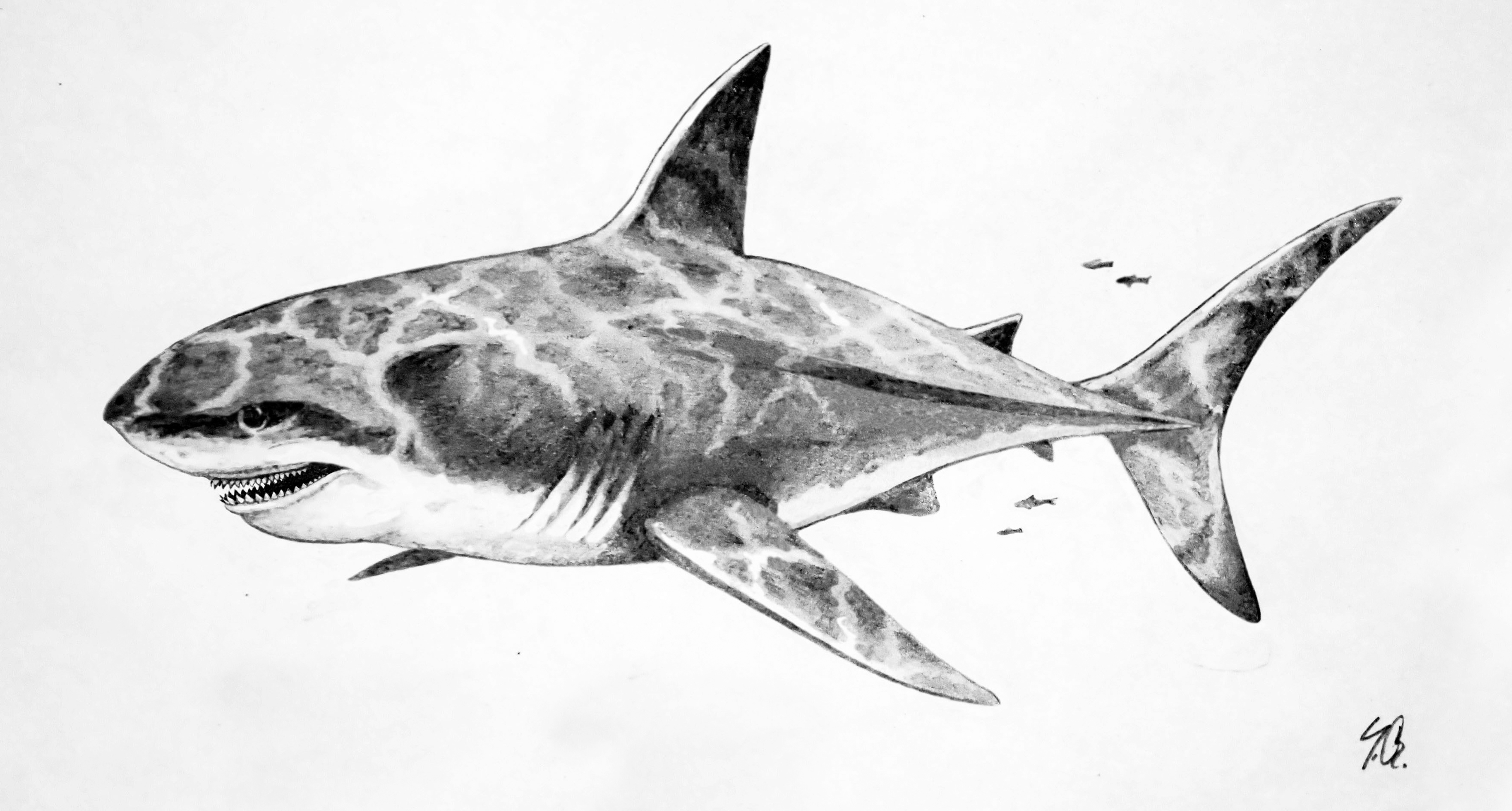 Megalodon in life.